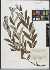 Foto von Salix salviifolia Brot.